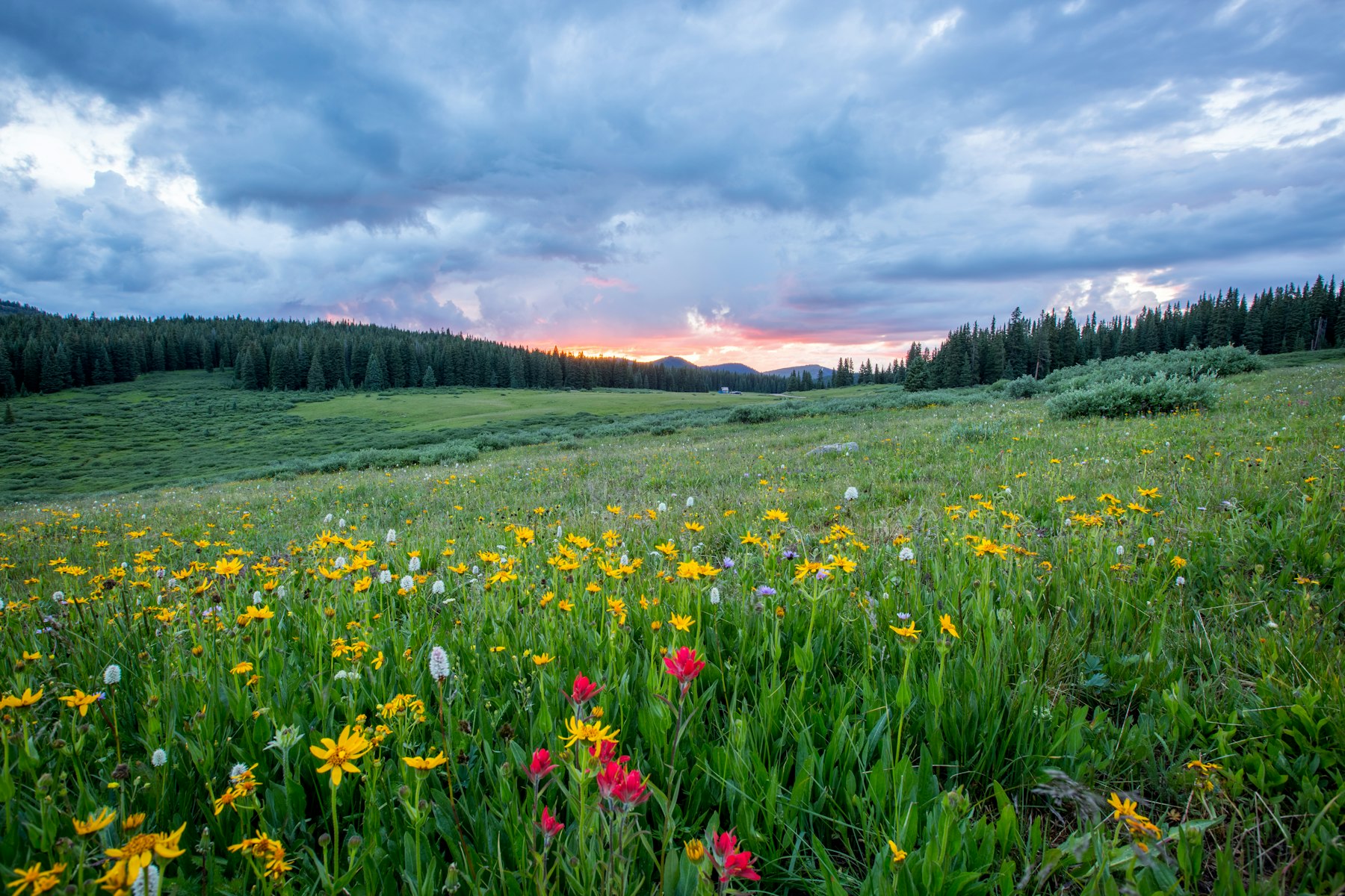 Wildflower meadow at dusk — Ontario land stewardship